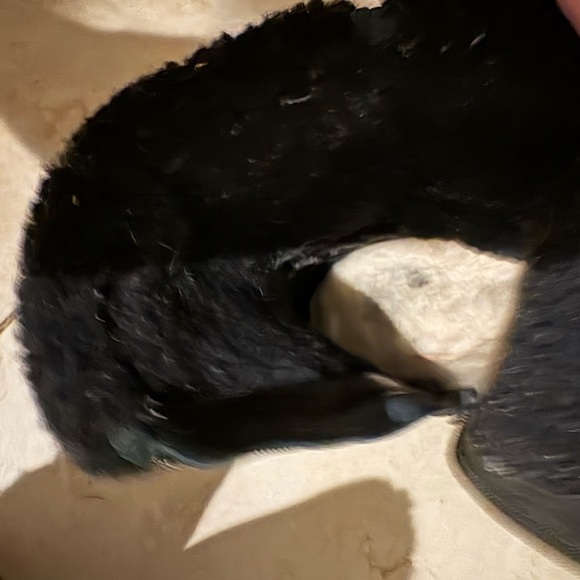 UGG. Black boots. Size 8. - Picture 7 of 11